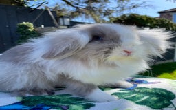 Mini Lion Lop rabbits for sale: Beautiful Lion Lop Girl in Cheadle - Image 2