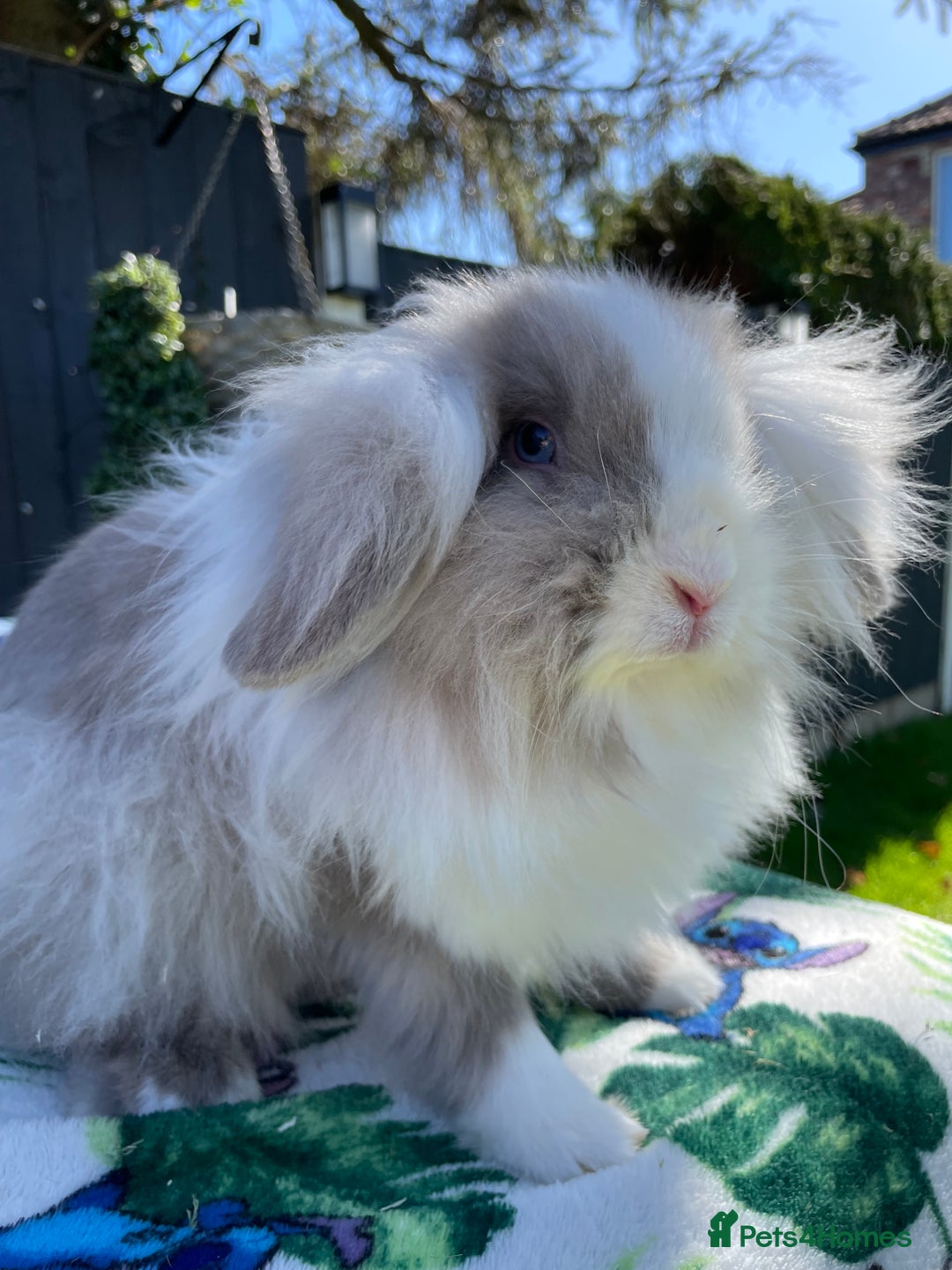 Mini Lion Lop rabbits for sale: Beautiful Lion Lop Girl in Cheadle - Image 2