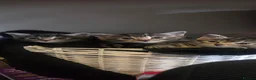 Mixed Breed cats for sale: Tabby kittens - Advert 7