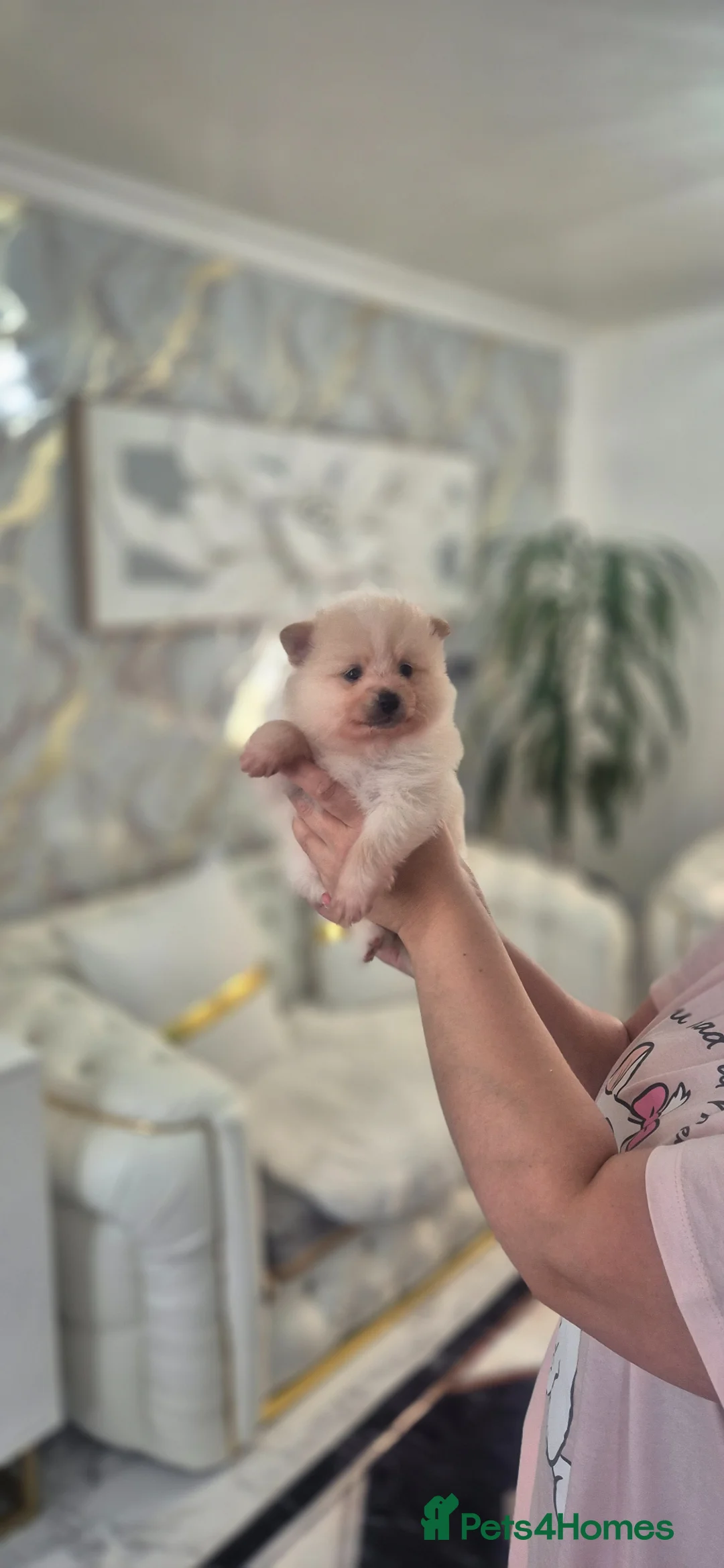 Pomeranian dogs for sale: Pomeranian mini 2 boy  - Advert 10