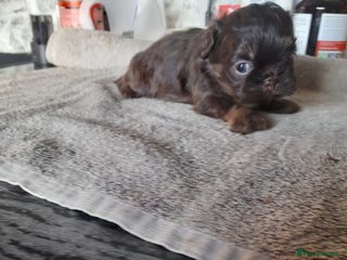 Malshi dogs Malshi - Advert 2