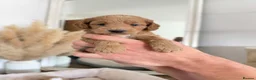 Cockapoo dogs for sale: F2 Cockapoos from sale in Stockton-on-Tees - Advert 4