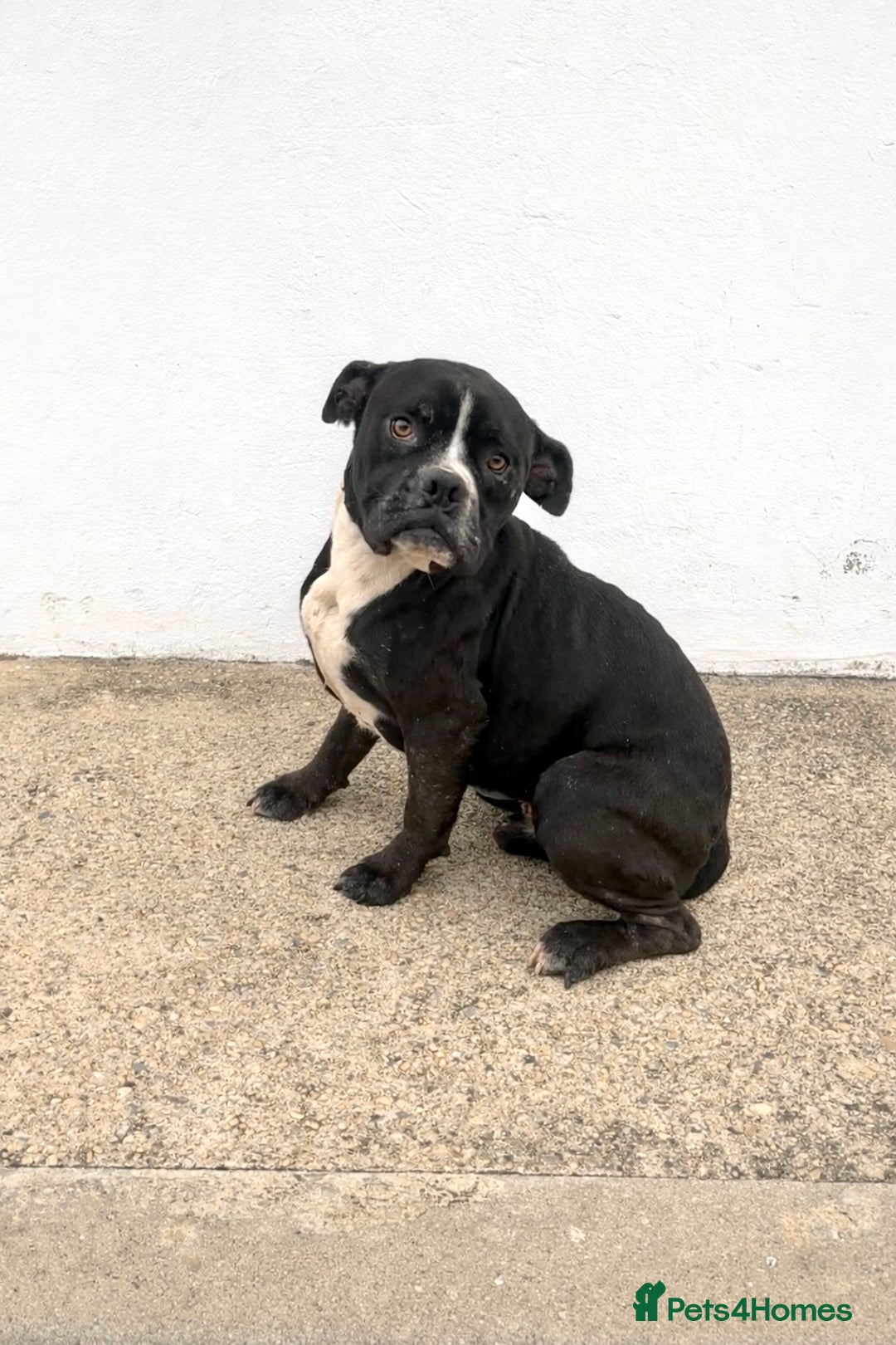 Mixed Breed dogs for adoption: ‼️🚨URGENT🚨‼️ Bili & Bola 💙🐾 - Advert 2