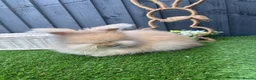 Angora rabbits for sale: Angora max faced bunnies  - Advert 6