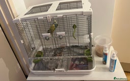 Budgerigars birds for sale: PAIR OF YOUNG BUDGIES - Image 3