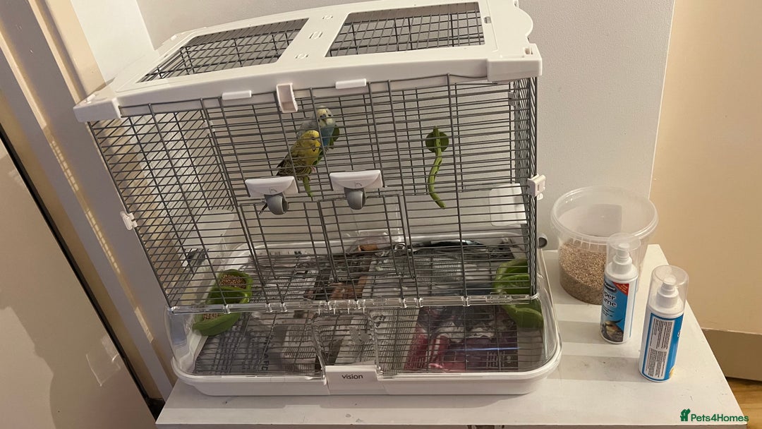 Budgerigars birds for sale: PAIR OF YOUNG BUDGIES - Image 3