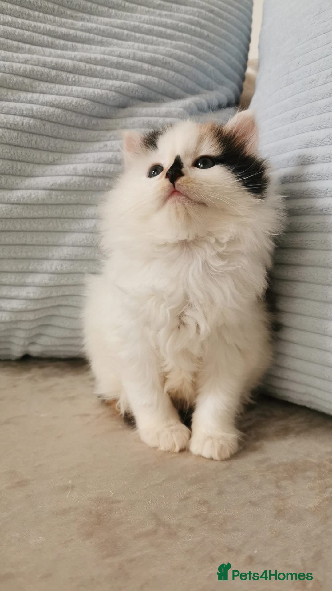 Mixed Breed cats 1 GIRL LEFT! Maine Coon Kittens - Advert 1