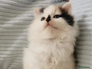 Mixed Breed cats 1 GIRL LEFT! Maine Coon Kittens - Advert 1