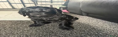 Cockapoo 1