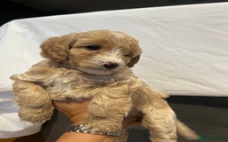 Cockapoo dogs for sale: Cockapoo puppy for sale  - Image 1