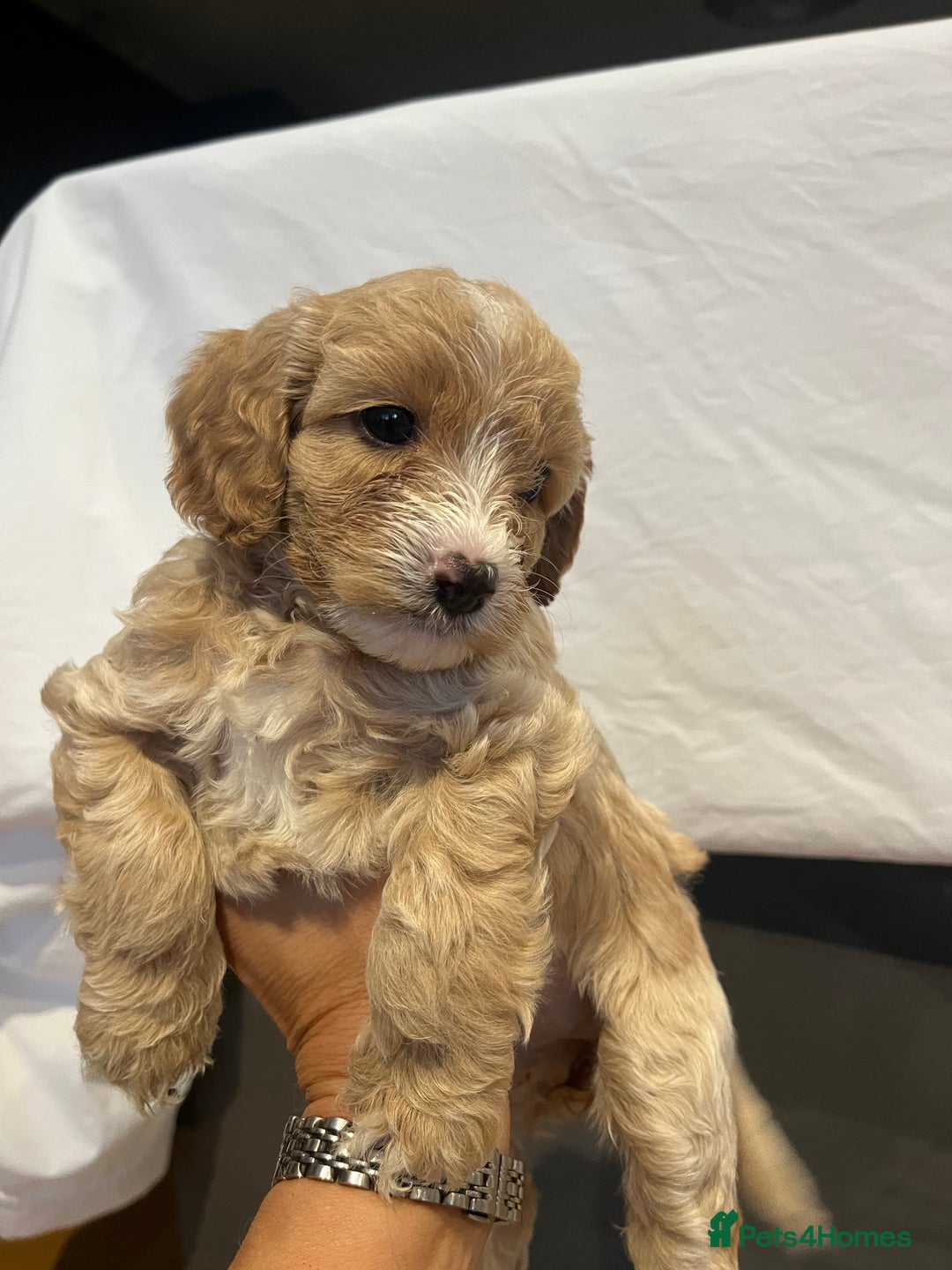 Cockapoo dogs for sale: Cockapoo puppy for sale  - Image 1