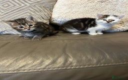 Mixed Breed cats for sale: 4 beautiful female kittens  - Advert 5