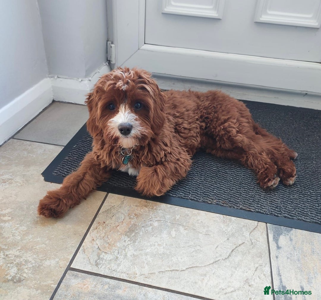 Cavapoo dogs for sale: Beautiful red cavapoos - Advert 6