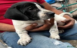 Mixed Breed dogs for sale: 🐾Cocker-Pie (Mini Hippo)s🐾 - Image 15