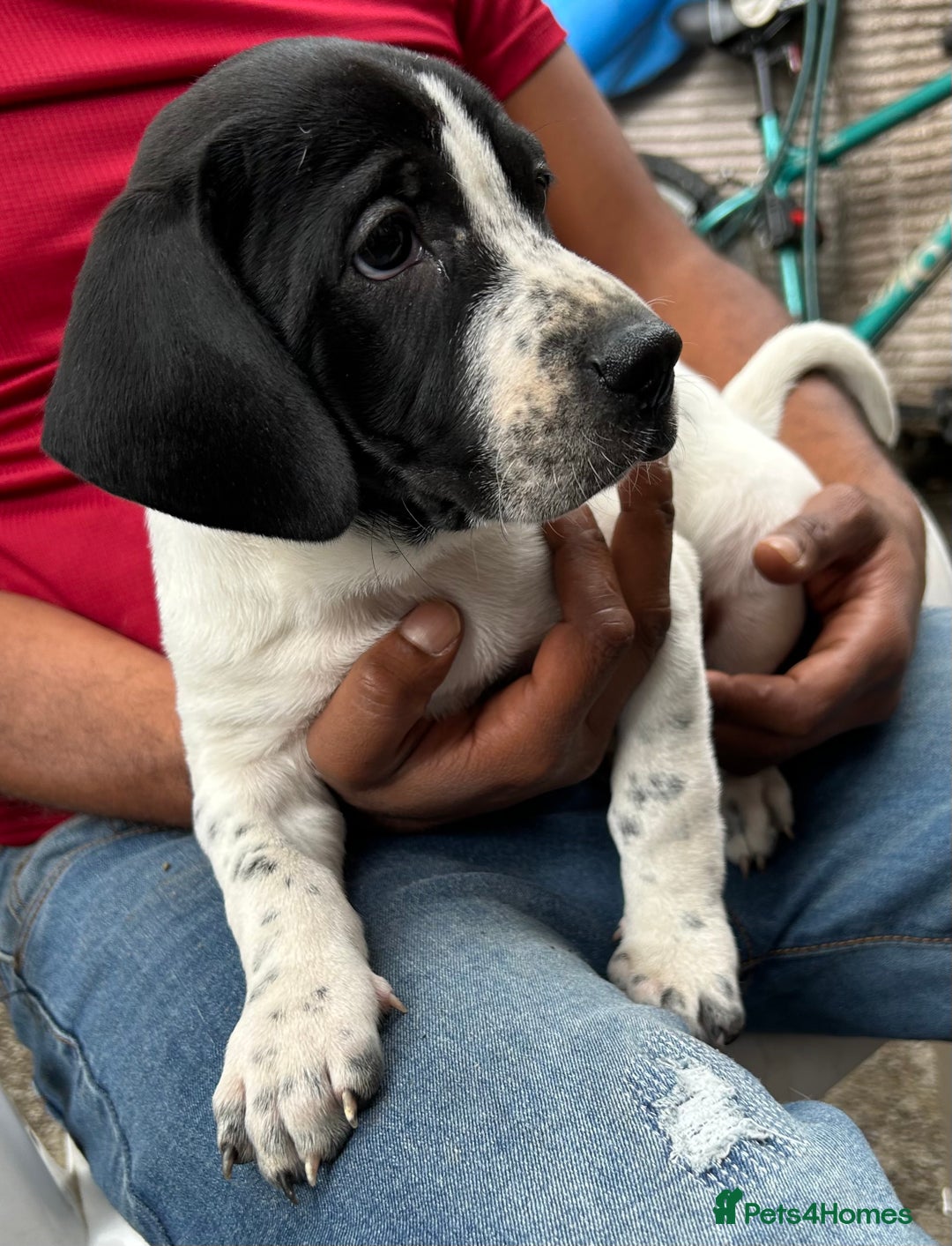 Mixed Breed dogs for sale: 🐾Cocker-Pie (Mini Hippo)s🐾 - Image 15