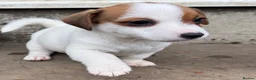 Jack Russell dogs for sale: Bred From Health Tested Parents - Advert 18