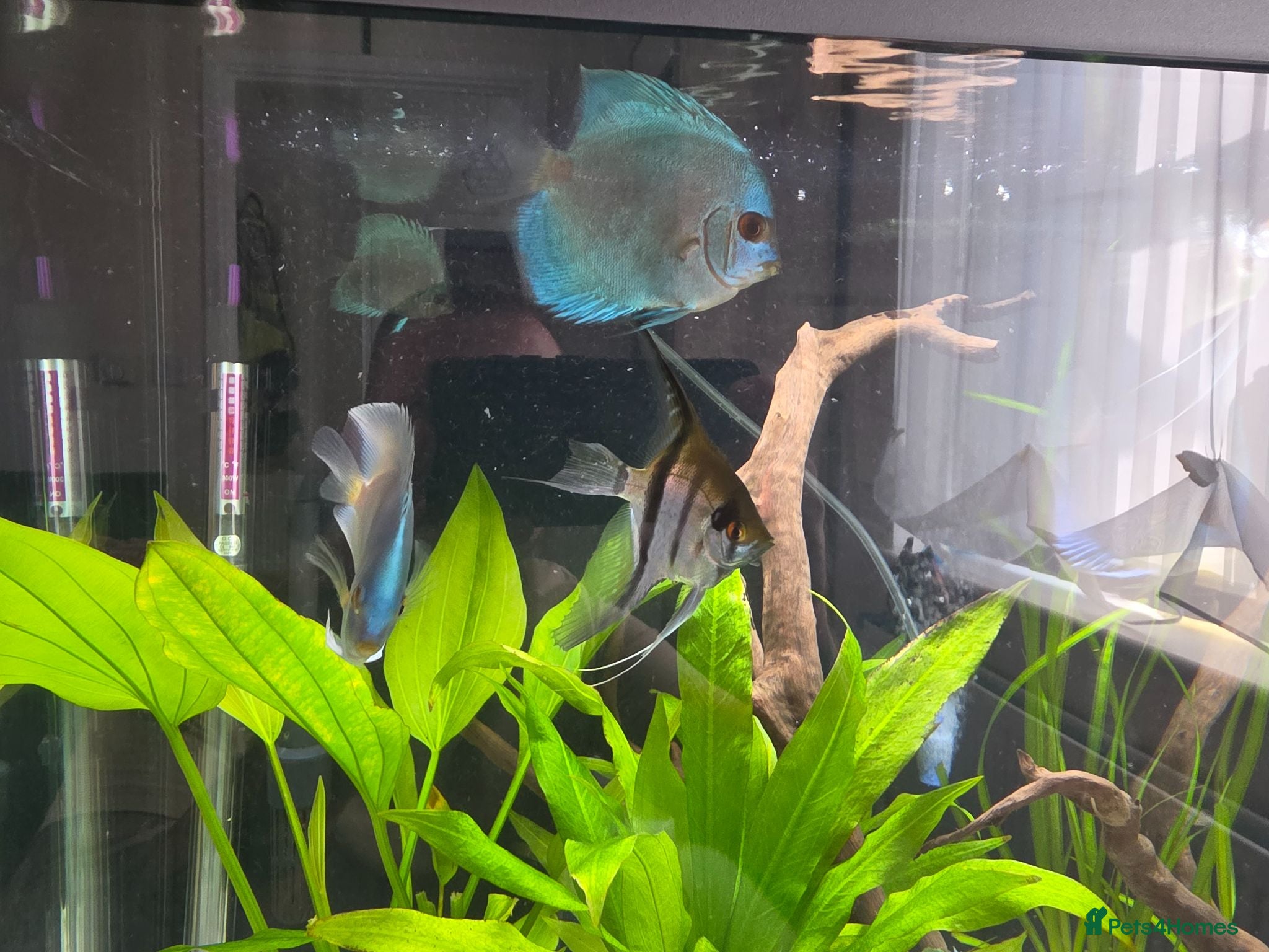 Cichlids fish Discus - Advert 2