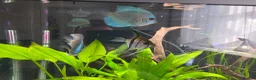 Cichlids fish for sale: Discus - Advert 1