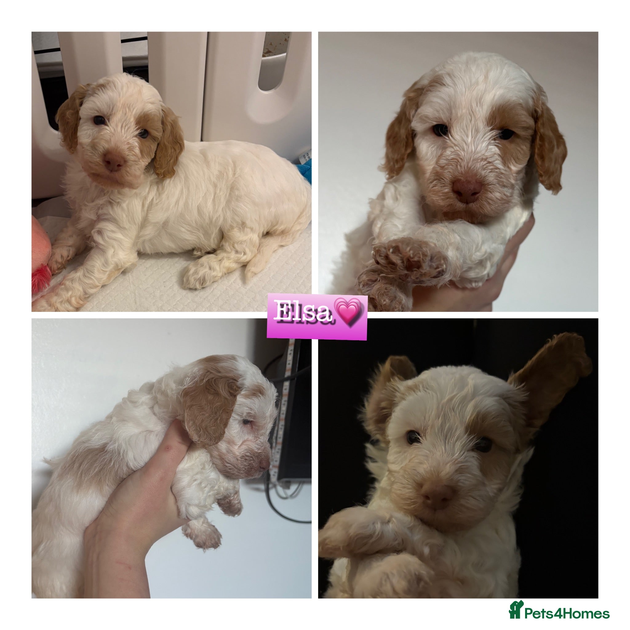 Cockapoo dogs 🐶🐾 Cockapoo puppies 🐶🐾 - Advert 8