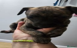 Whippet dogs for sale: Whippet puppies  - Image 9