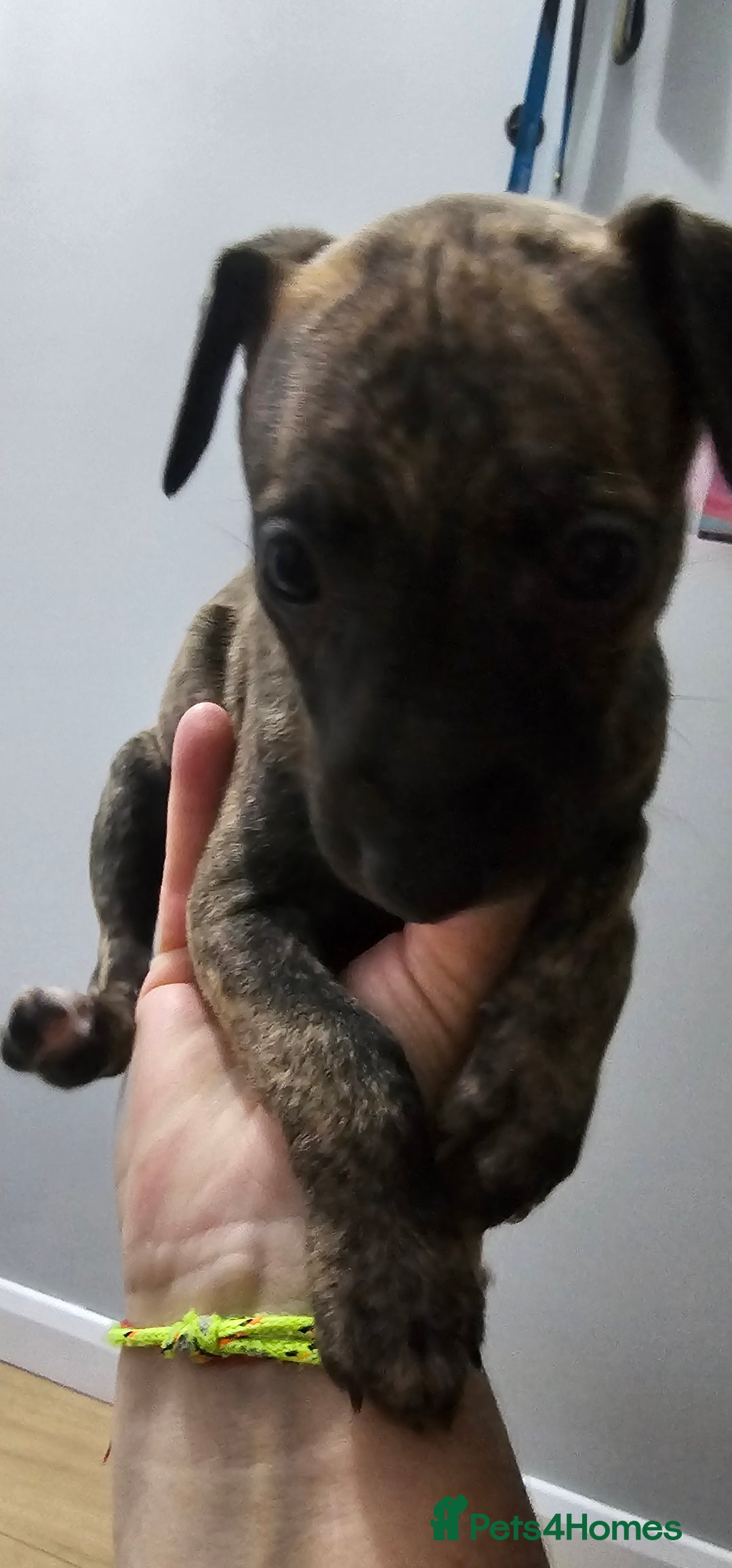 Whippet dogs for sale: Whippet puppies  - Image 9