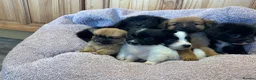 Pomchi dogs for sale: Pomchi in Hull - Advert 14