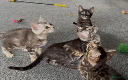 Bengal cats for sale: Well socialised bengal kittens - ready 21/12/25 - Advert 4