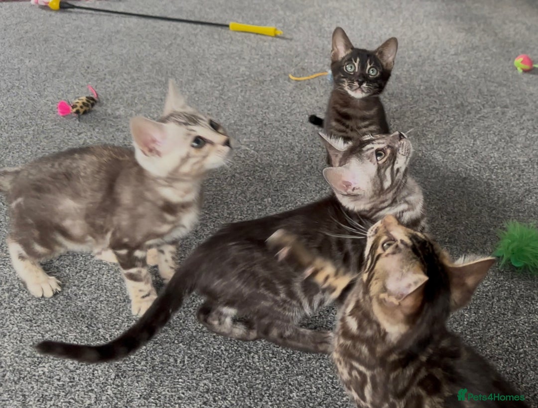 Bengal cats for sale: Well socialised bengal kittens - ready 21/12/25 - Advert 4