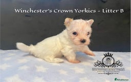 Yorkshire Terrier dogs for sale: ❤️ Champion heritage KC reg.PEDIGREE puppies! 🐶❤️ - Image 7
