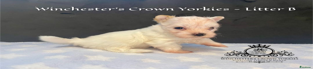 BIJOU Winchester’s Crown Yorkies 