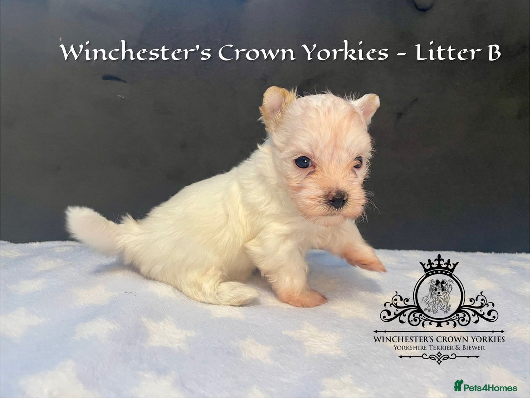 Yorkshire Terrier dogs for sale: ❤️ Champion heritage KC reg.PEDIGREE puppies! 🐶❤️ - Image 7