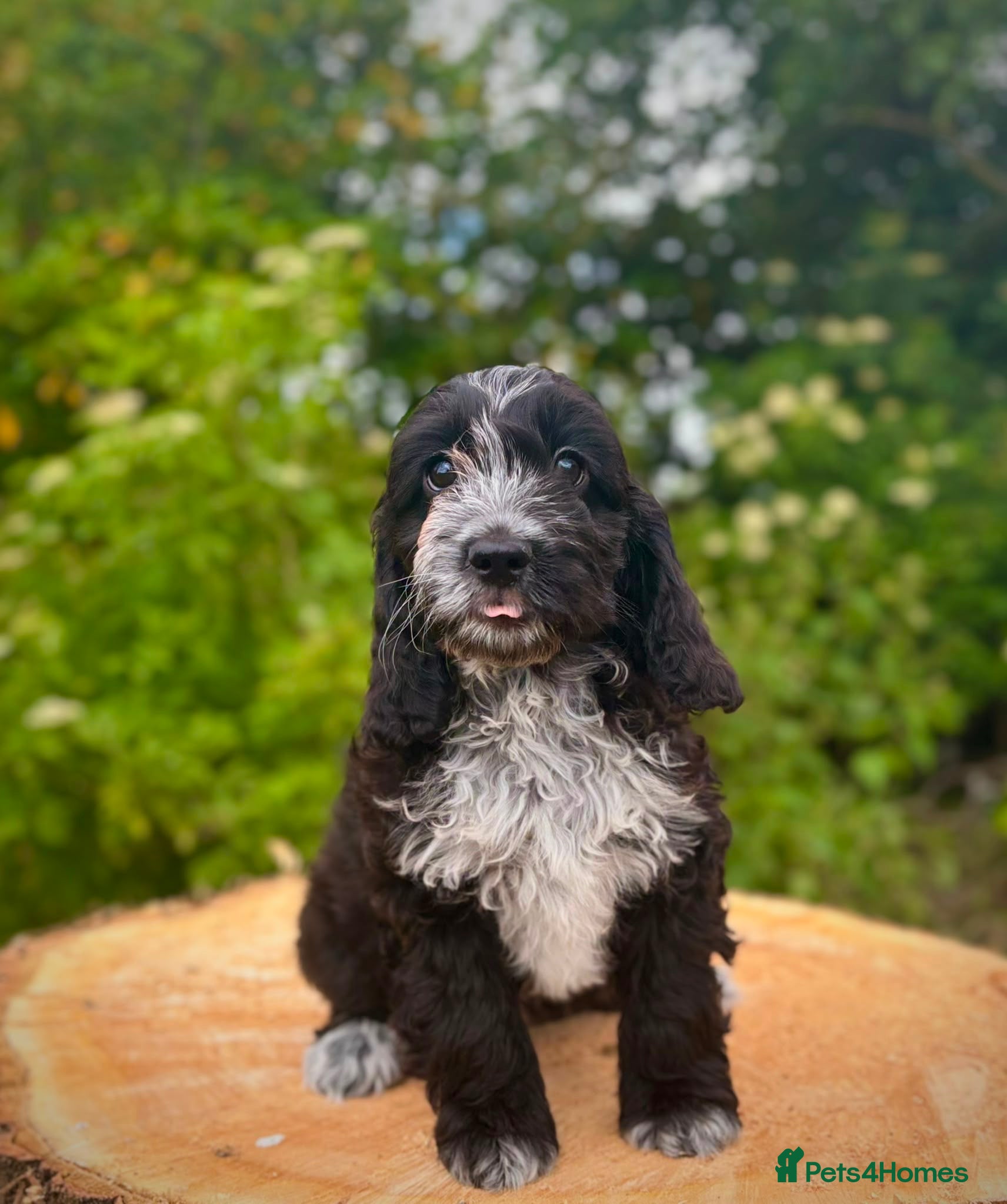 Cockapoo dogs Beautiful Health Tested F1 Cockapoo Puppies - Advert 2