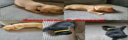 Labrador Retriever dogs for sale: 12 beautiful labrador puppies  - Advert 5