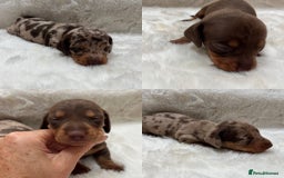 Miniature Dachshund dogs for sale: Smooth Miniature Dachshund Puppies  - Image 1