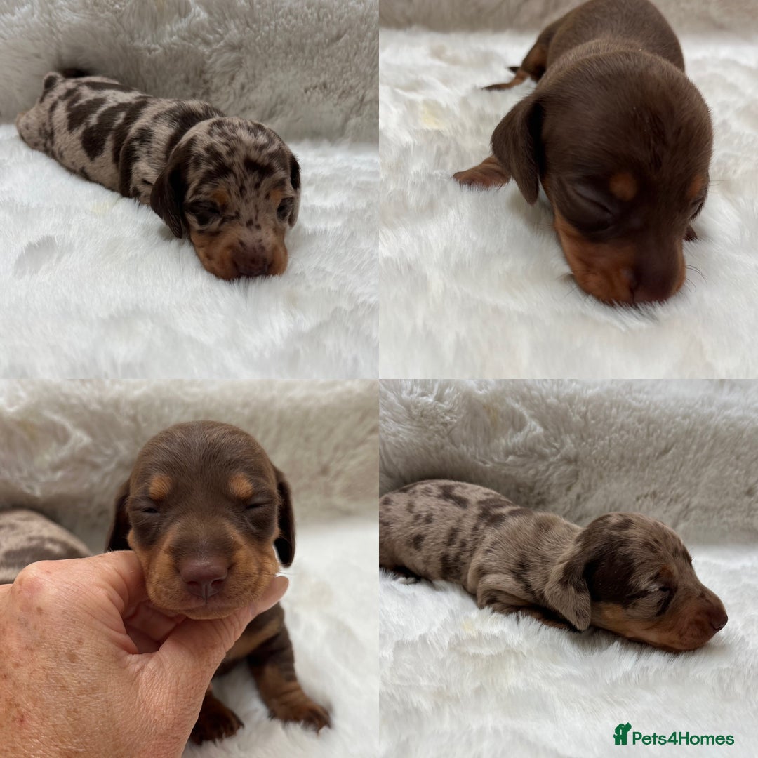 Miniature Dachshund dogs for sale: Smooth Miniature Dachshund Puppies  - Image 1