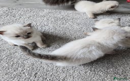 Ragdoll cats for sale: 4 Stunning Ragdolls (ready in August) in Bristol - Image 10
