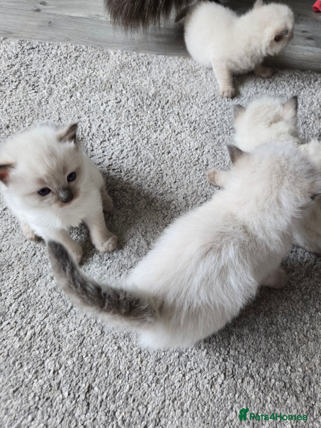 Ragdoll cats for sale: 4 Stunning Ragdolls (ready in August) in Bristol - Image 10
