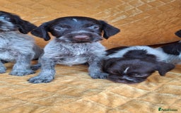 German Wirehaired Pointer dogs for sale: Quality German wirehaired pointer pups. - Image 16