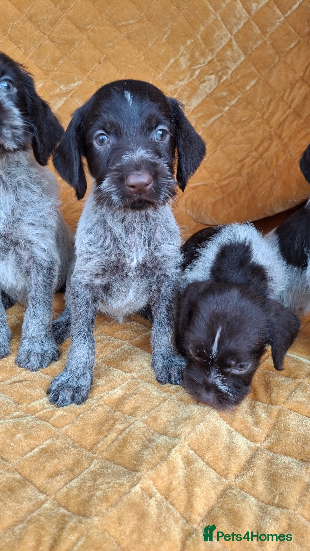 German Wirehaired Pointer dogs for sale: Quality German wirehaired pointer pups. - Image 16