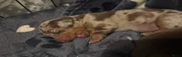 Miniature Dachshund dogs for sale: Miniature Dachshund Pups looking for Loving Homes - Advert 17