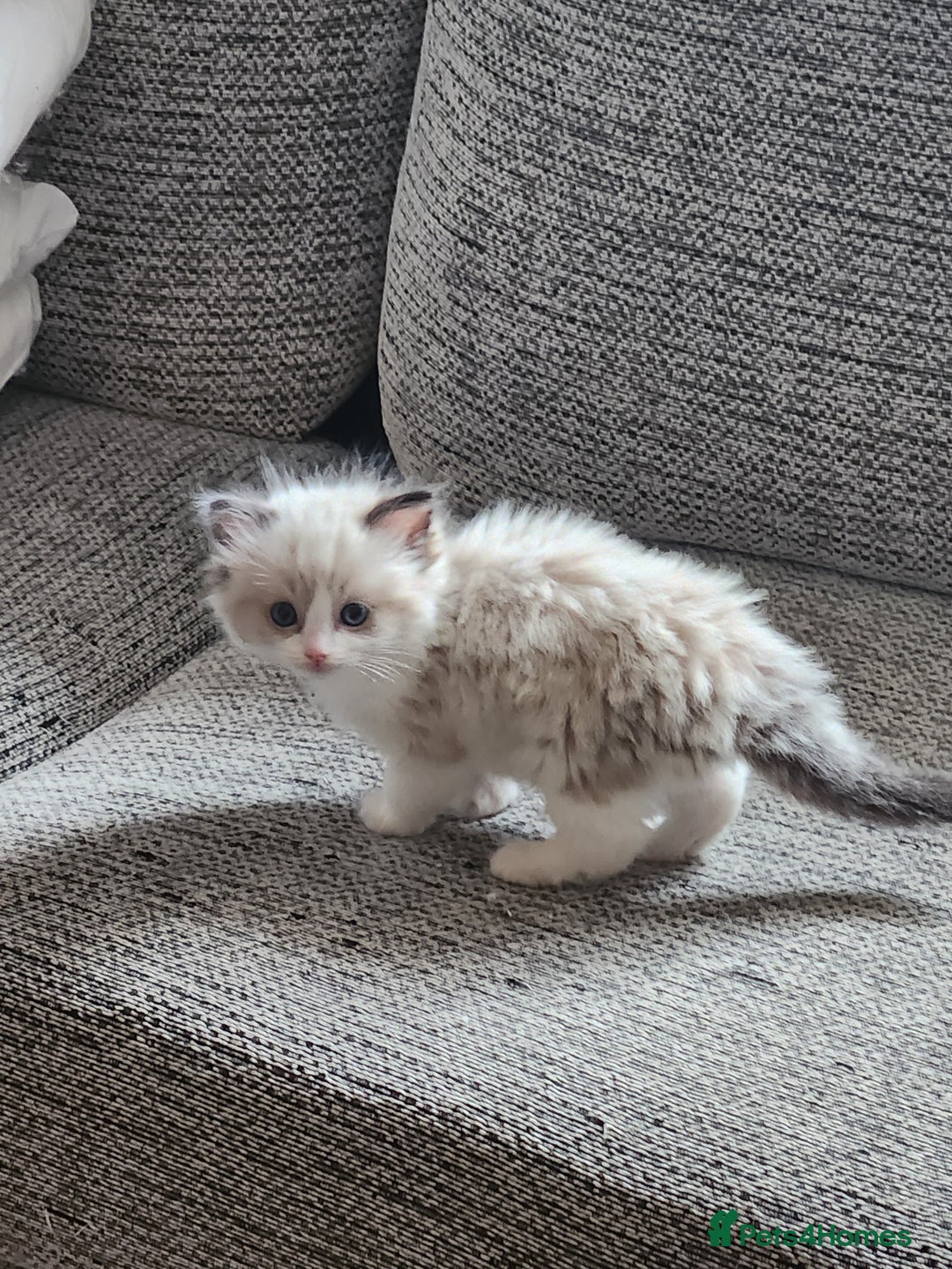 Ragdoll cats for sale: Ragdoll babies - Advert 2