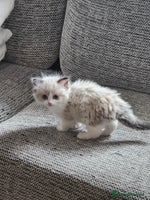 Ragdoll cats Ragdoll babies - Advert 14