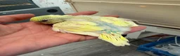 Budgerigars birds for sale: Hand Tame Budgie Chicks Ready May   - Advert 4