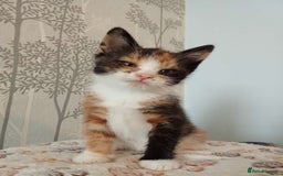 Mixed Breed cats for sale: Kittens - Image 1