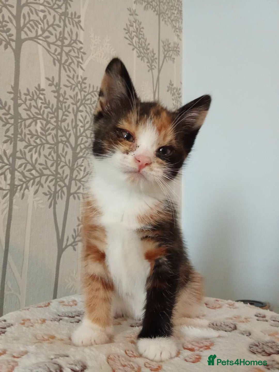 Mixed Breed cats for sale: Kittens - Image 1