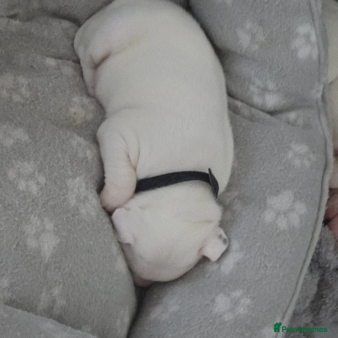 Staffordshire Bull Terrier dogs for sale: Staffordshire pups for sale - Advert 2