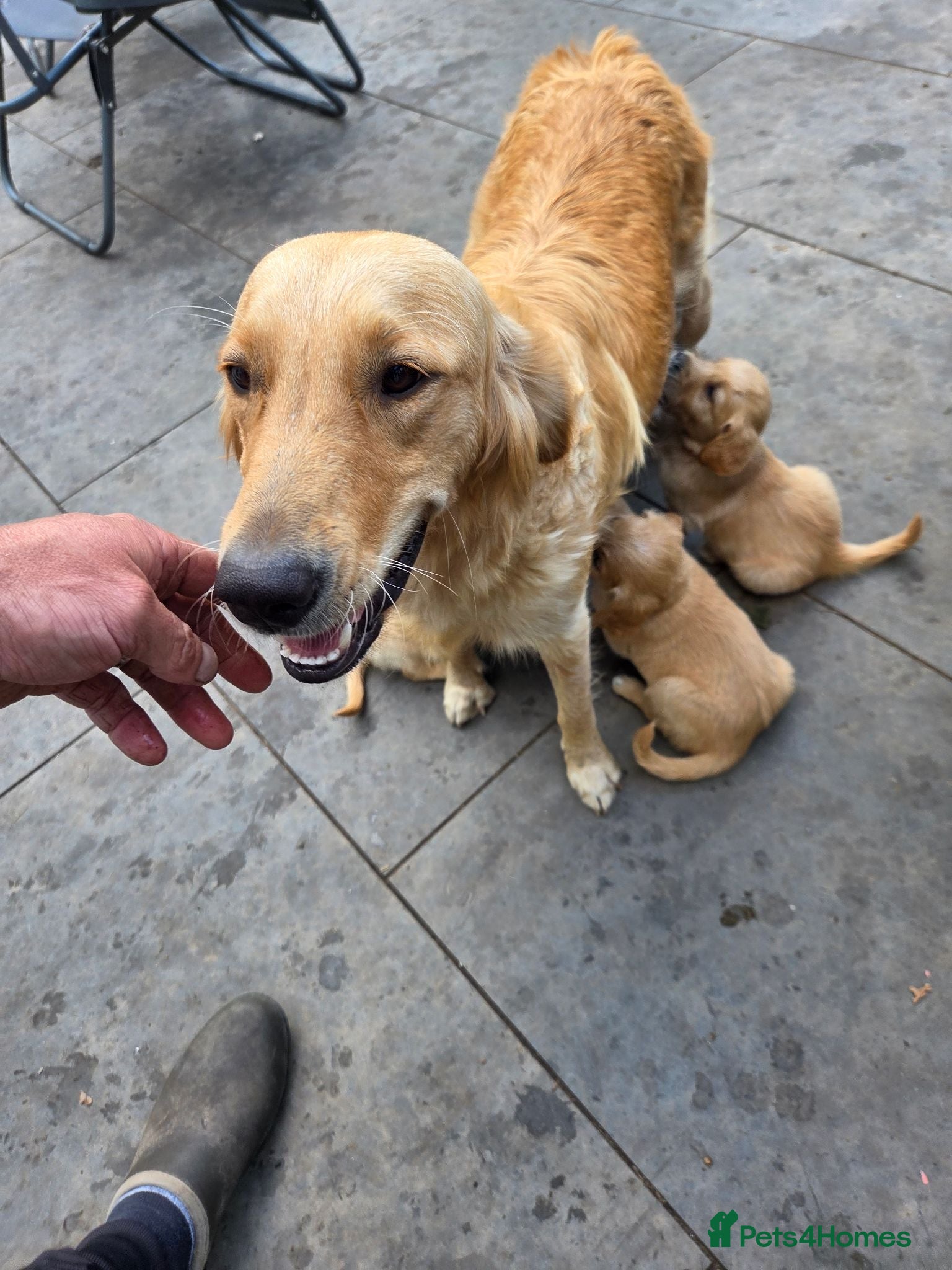 Golden Retriever dogs Extensively Health Tested Kc Reg Pups - Advert 2