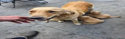 Golden Retriever dogs for sale: Extensively Health Tested Kc Reg Pups in Doncaster - Advert 29