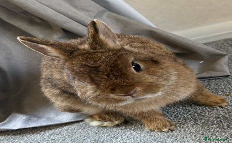 Netherland Dwarf rabbits - Advert 9