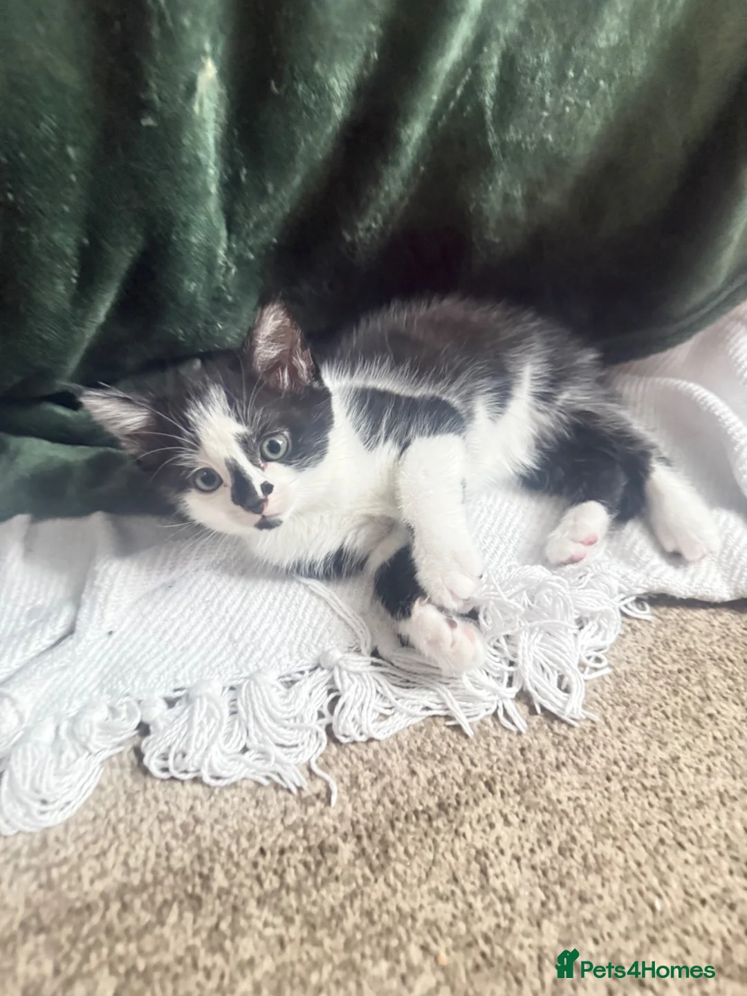 Mixed Breed cats for sale: Beautiful mixed breed Kittens  - Advert 14